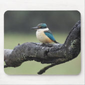 Tapis De Souris Petit oiseau de Kookaburra (Devant)