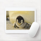 Tapis De Souris Petit pingouin (Avec souris)