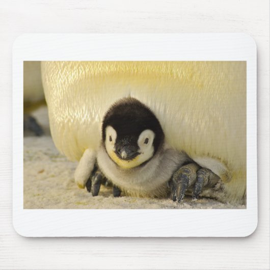 Tapis De Souris Petit pingouin (Devant)