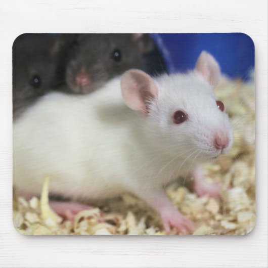 Tapis De Souris Petit rat (Devant)