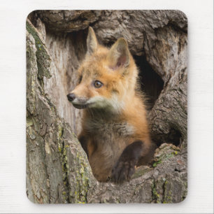 Tapis De Souris Petit renard rouge dans le creux d'un arbre