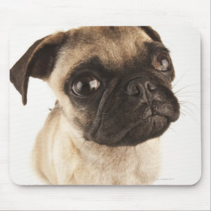 Tapis De Souris Petite race de chien au visage musclé court