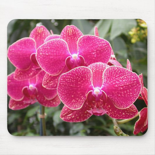 Tapis De Souris Phalaenopsis rose foncé (Devant)