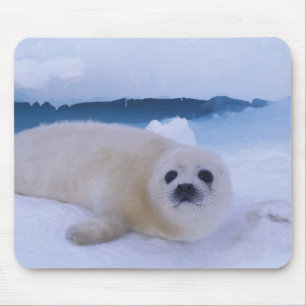 Tapis De Souris Phoque du Groenland Amérique du Nord, Canada, Québ