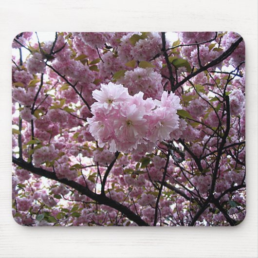 Tapis De Souris Photo d'arbre de fleurs de cerisier rose (Devant)