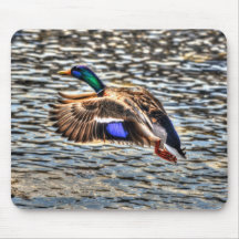 Photo de la faune de Mallard Duck pour les amateur