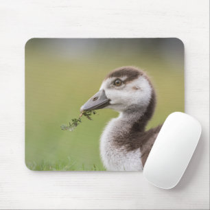 Tapis De Souris Photo de la nature de mignonne Goose Chick