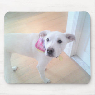 Tapis De Souris Photo de mignon blanc chiot blanc visage