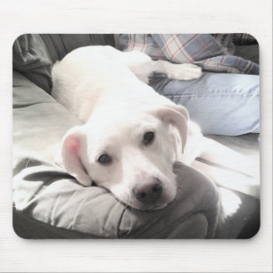 Tapis De Souris Photo de mignon chien blanc lazy accroché avec pap