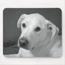 Photo en noir et blanc d'un beau chien à l'âme