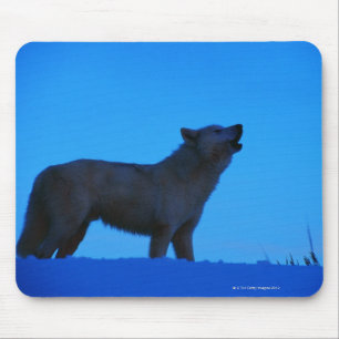 Tapis De Souris Photo, loup blanc hurlant la nuit, couleur, haut