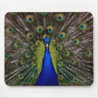Tapis De Souris Photo majestueuse lumineuse d'animal de plume