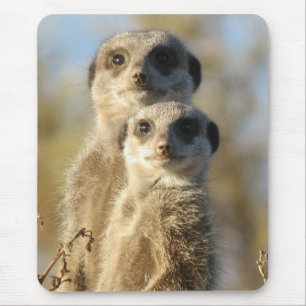 Tapis De Souris Photo mignonne d'un couple de suricates
