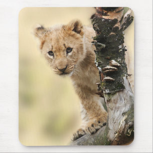 Tapis De Souris Photo mignonne d'un lionceau grimpant à un arbre
