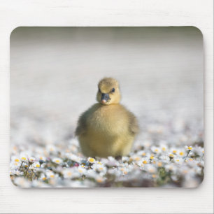 Tapis De Souris Photo nature gosling