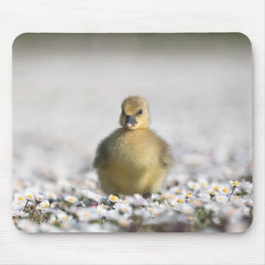 Tapis De Souris Photo nature gosling (Devant)