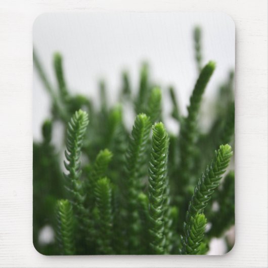 Tapis De Souris Photo succulente verte Mousepad de nature d'usine (Devant)
