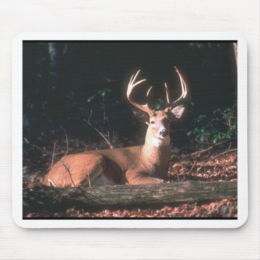 Tapis De Souris Photo White Tail Deer Buck (Devant)