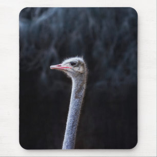 Tapis De Souris Photographie d'autruche