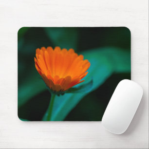 Tapis De Souris Photographie de fleur de marguerite orange