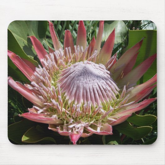 Tapis De Souris Photographie de fleurs King Protea (Devant)
