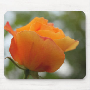 Tapis De Souris Photographie de magnifique fleur de rose jaune.