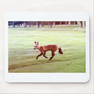 Tapis De Souris photographie de renard rouge courant