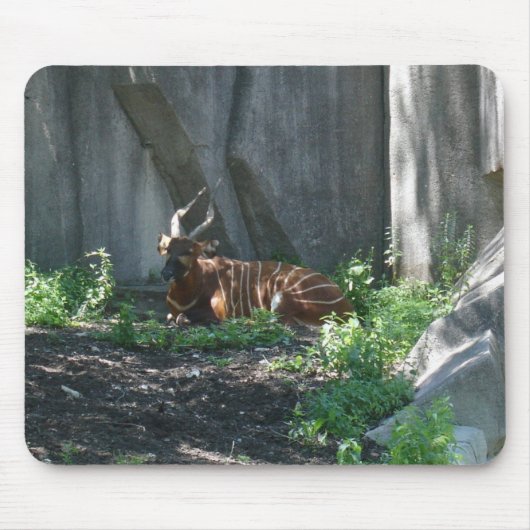 Tapis De Souris photos de zoo (Devant)