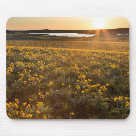 Tapis De Souris Pied de flèche Balsamroot Fleurs sauvages (Devant)