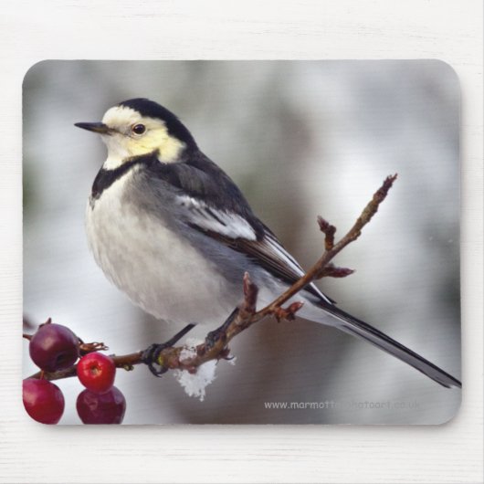 Tapis de souris Pied Wagtail (Devant)