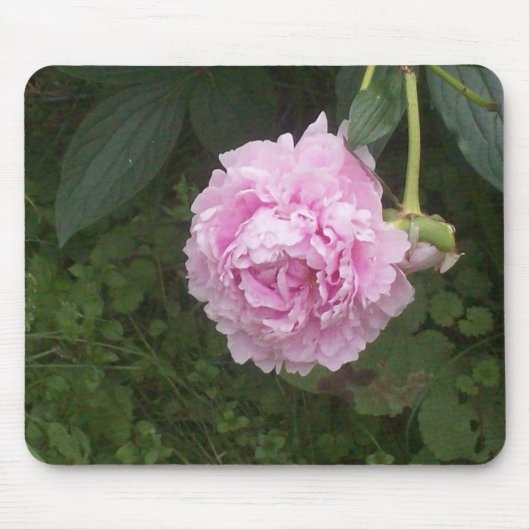 Tapis De Souris Pies roses (Devant)