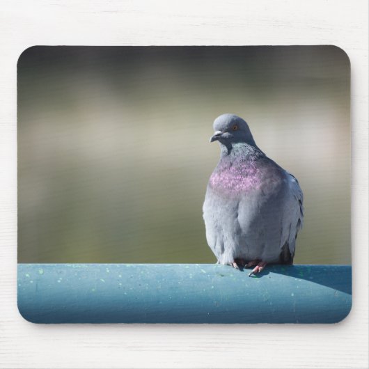 Tapis De Souris Pigeon (Devant)