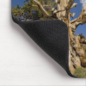 Tapis De Souris Pin Bristlecone dans l'Ancient Bristlecone Forest, (Coin)