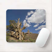 Tapis De Souris Pin Bristlecone dans l'Ancient Bristlecone Forest, (Avec souris)