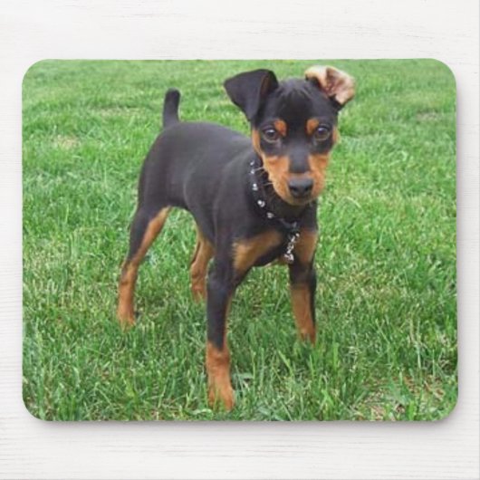 Tapis De Souris pincher_smaller (Devant)