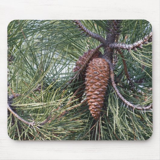 Tapis De Souris Pinecone sur le pin (Devant)