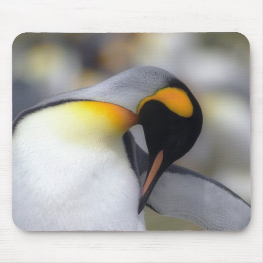 Tapis De Souris Pingouin de roi (Devant)