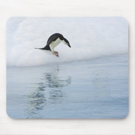 Tapis De Souris Pingouin Gentoo (Pygoscelis papua) (Devant)