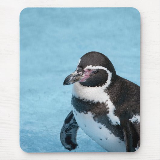 Tapis De Souris Pingouin magellanique Mousepad (Devant)