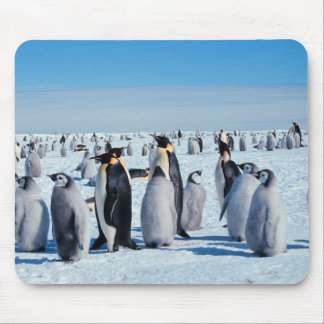 Tapis De Souris pingouins