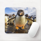 Tapis De Souris Pingouins Cool de nom personnalisé (Avec souris)