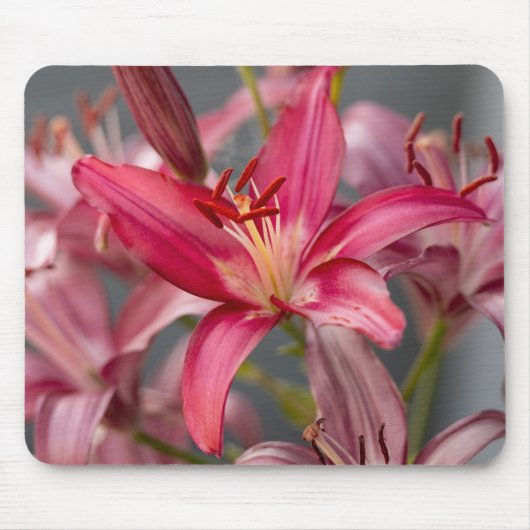 Tapis De Souris Pink Asiatic Lily, Botanical Flower Photo (Devant)