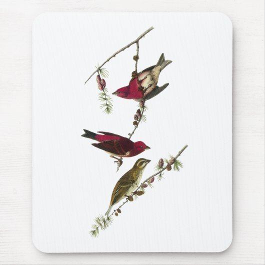Tapis De Souris Pinson pourpre d'Audubon (Devant)