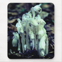 Pipe indienne Fleur sauvage Champignons Nature
