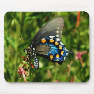 Tapis De Souris Pipevine Swallowtail