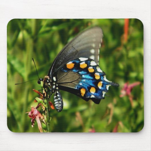 Tapis De Souris Pipevine Swallowtail (Devant)