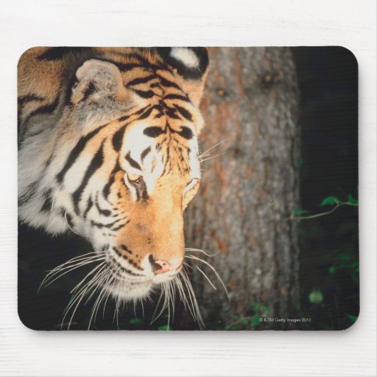 Tapis De Souris Piste de tigres (Devant)