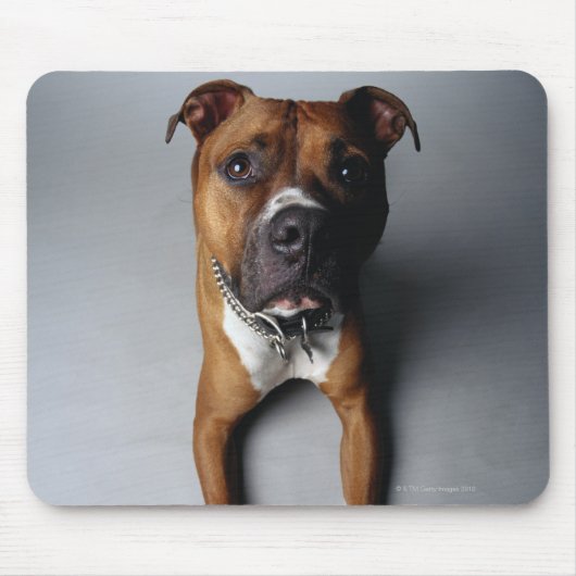 Tapis De Souris Pit Bull Terrier En Bas (Devant)
