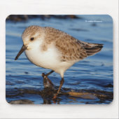 Tapis De Souris Plage d'oiseaux de rivage de Sanderling (Devant)