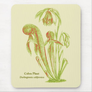 Tapis De Souris Plan de cobra, plante carnivore